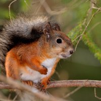 * :: Александр Зуев