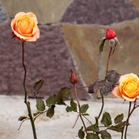 Розы в октябре :: Сергей Ц