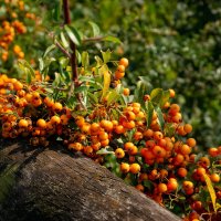 Про пираканту... :: Николай Гирш