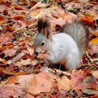 Белочка с орешком :: Надежда Белочка с орешком :: Надежда