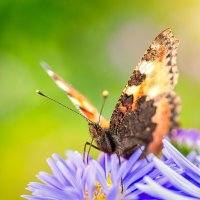 Бабочка :: Alex Bush