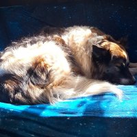 На солнышке :: Наталья 