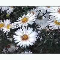 Городские цветы :: Людмила Фил