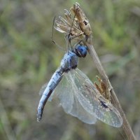 Акробатический этюд :: Константин Штарк
