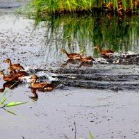 семейка :: Cветлана Свистунова