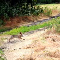 зайка :: Cветлана Свистунова