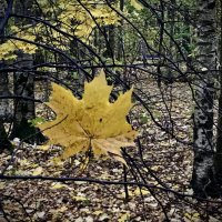 Кленовый лист-В невесомости!) :: Любовь 