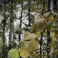 Ветка Вяза. :: Любовь 