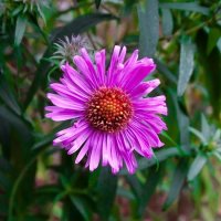 Цветы на городских клумбах в середине октября. :: Милешкин Владимир Алексеевич Цветы на городских клумбах в середине октября. :: Милешкин Владимир Алексеевич