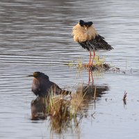 Два холостяка :: Михаил Белоусов Два холостяка :: Михаил Белоусов