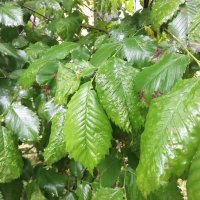 Листья  во  время  дождя :: Фотогруппа Весна