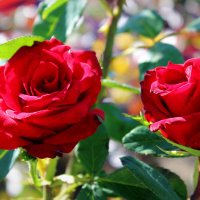 Розы :: Татьяна Лютаева