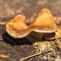 гриб свинушка :: Игорь Сикорский