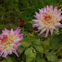 Георгины октября. :: Татьяна Помогалова