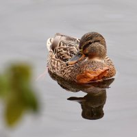 Уточка с брошкой - листочком. :: Татьяна Помогалова Уточка с брошкой - листочком. :: Татьяна Помогалова