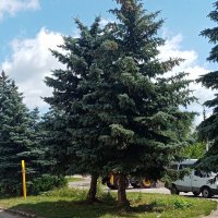 Цветы и растения. :: Владимир Драгунский