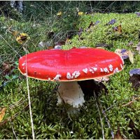 Мухомор красный. :: Валерия Комова Мухомор красный. :: Валерия Комова