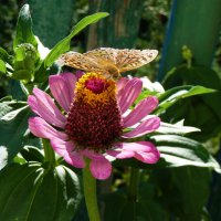 Бабочка на цветке :: Валентин Семчишин Бабочка на цветке :: Валентин Семчишин