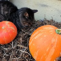 Главные в городе. :: Ольга 