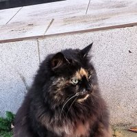 Встреча на улице. :: Ольга 