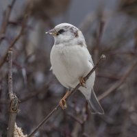 из жизни воробьев.белый воробей. :: юрий макаров
