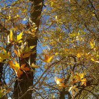 Улетаем :: Елена Семигина