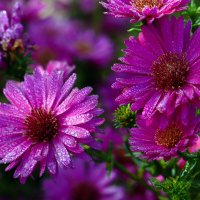 Доброе утро :: Юрий. Шмаков