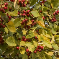 Боярышник созрел. :: Петр Беляков