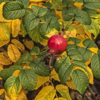 Одинокий шиповник. :: Петр Беляков Одинокий шиповник. :: Петр Беляков