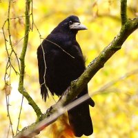 Эх ! :: kolyeretka 