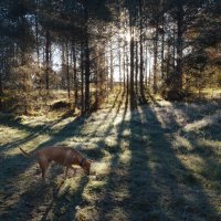 Джек на прогулке. :: Юрий 