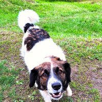 собака :: Наталья 