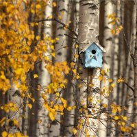 Кто-то в домике живёт? :: Анастасия Северюхина Кто-то в домике живёт? :: Анастасия Северюхина