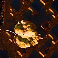 Осень 8 :: Алексей Кузнецов