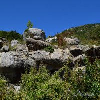 Природа Крыма :: Amazing Cosmea