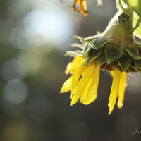 *** :: Елена Kазак (selena1965)