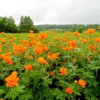 Кто то называет эти цветы-огоньки----СИБИРЬ :: николай 