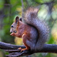 Белка обыкновенная :: Aleksey Afonin Белка обыкновенная :: Aleksey Afonin