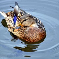 .... :: Анатолий Анищик