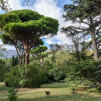 Воронцовский парк. Крым. :: Галина 
