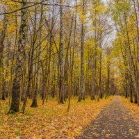 В октябрьском лесу... :: Владимир Жданов