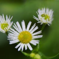 ** :: Надежда Куркина 