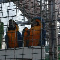 ПОПУГАИ :: СЕРГЕЙ ФИЛОЧКИН