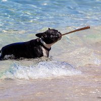 ... :: Светлана Ищенко