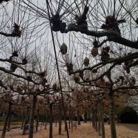 Платаны Бёблингена :: Сергей Порфирьев