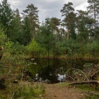 Лесная лужа... :: Николай Гирш