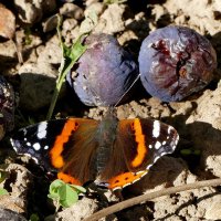 опять бабочки 17 :: Александр Прокудин