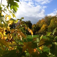 Октябрь - стремительный, такой сочный, такой ароматный в своём золотисто-алом сиянии.. :: Галина 