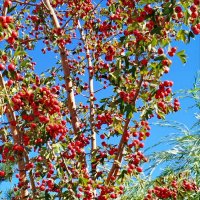 Осенний урожай! :: Надежда Осенний урожай! :: Надежда