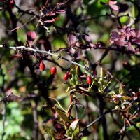 *** :: Павленко Михаил 